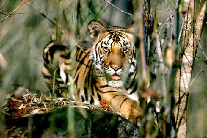 UN Photo: Tiger