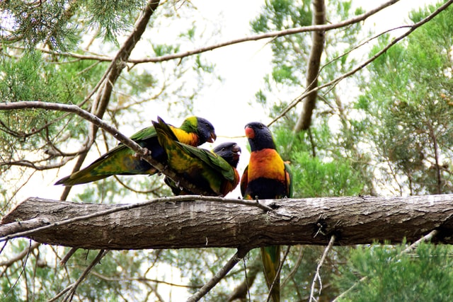 Papegøjer i et træ