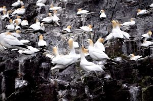Fugle på en klippe