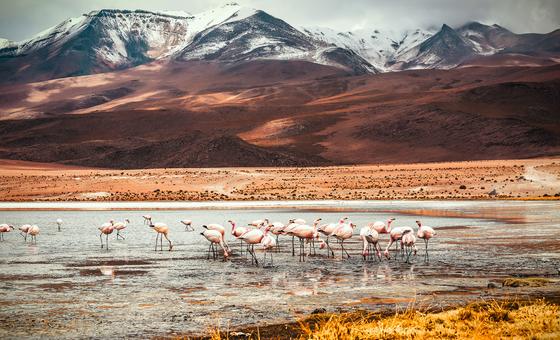 Flamingoer, Laguna Colorada, Bolivia