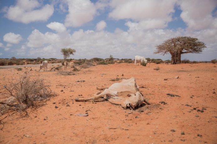 cow-dead-Somalia-drought-sky-clouds-bush-tree