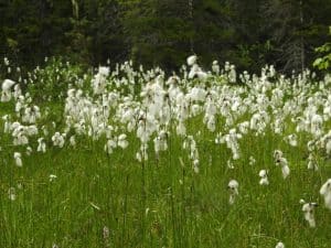 Lapland-marsh-fen-flowers
