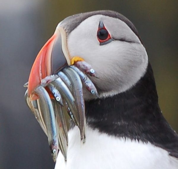 puffin bird with food