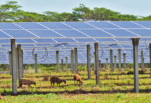 Grazing sheep help to keep grass from growing into the solar panels at Kauai Island Utility