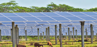 Grazing sheep help to keep grass from growing into the solar panels at Kauai Island Utility