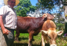Κτηνοτρόφος στο Εκουαδόρ δίνει δωρεάν γάλα σε οικογένειες
