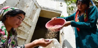 γυναίκες αγρότισσες θερίζουν δημητριακά