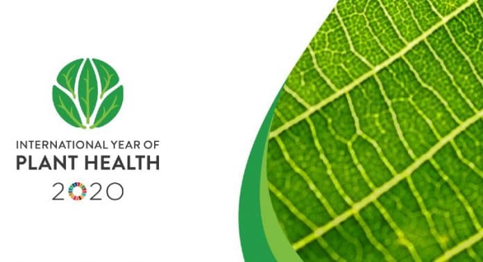 Cover image and logo of the international year of plant health 2020