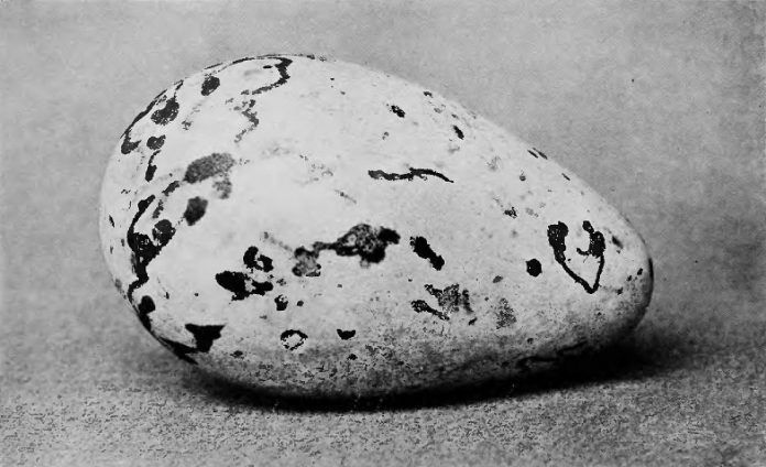 Great Auk egg | © Wikimedia Commons