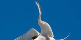 Arctic terns protect their offspring extremely aggressively. © AWeith/ Creative Commons Attribution-Share Alike 4.0