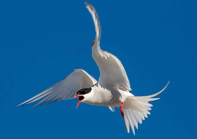 Arctic terns protect their offspring extremely aggressively. © AWeith/ Creative Commons Attribution-Share Alike 4.0