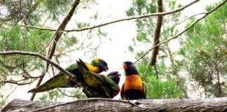 Parrots in tree