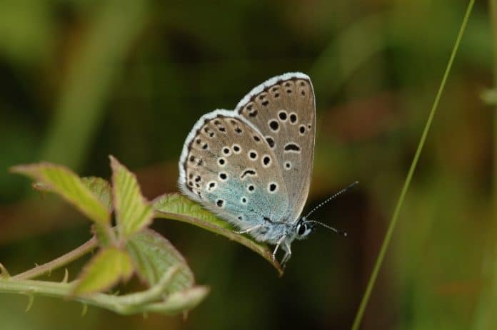 Image of the Large Blue butterfly
