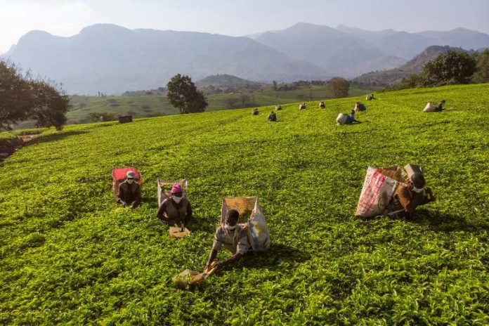 Tea workers cut tea leaves in Eldorodo tea plantation, Malawi