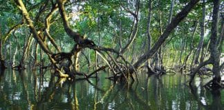 Mangrove forest, Photo © Unsplash/Timothy K
