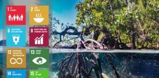 Mangroves and SDG icons