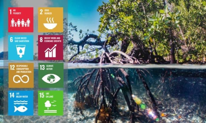 Mangroves and SDG icons