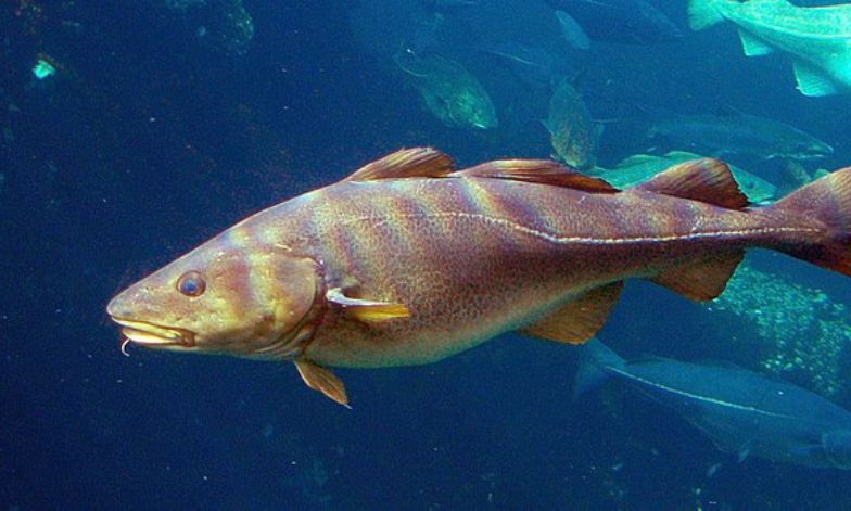 The Atlantic cod. Wikimedia commons/ Hans-Petter Fjeld - CC BY-SA 2.5