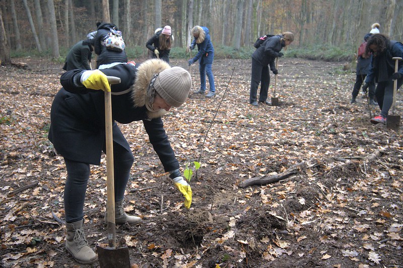 Staffer planting a tree at the Arboretum of Tervuren