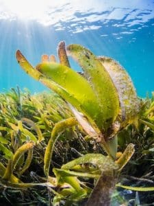 Seagrass and sunlight underwater