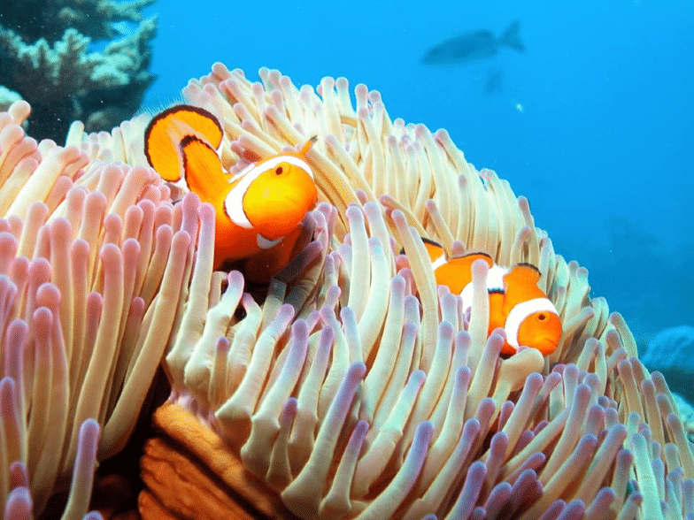 Clown Fish and Sea Anemone.