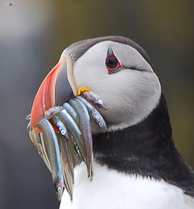 A puffin just back from a succesful fishing expedition. Photo: Paul McIlroy Creative Commons Attribution-Share Alike 2.0