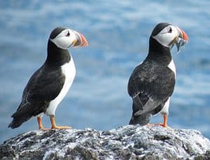 The average age of the puffin is 20-25 years. They mate for life. Photo:Anne Burgess Creative Commons Attribution-Share Alike 2.0