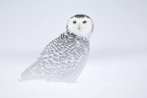 The Snowy owl lives in the Arctic. Photo: Daníel Bergmann.