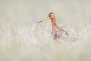 Godwits breed in northern climates in summer and migrate south in winter. Photo: Daníel Bergmann.