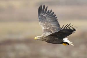 Less than half of Icelandic birds are non-migratory, like the Sea eagle. Photo: Daníel Bergmann.
