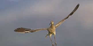 The whimbrel, a common migratory bird in Iceland.