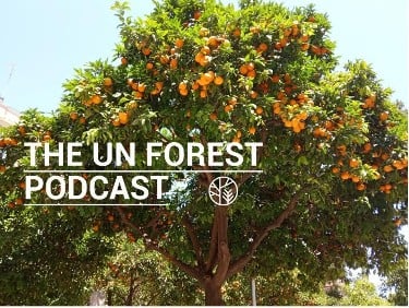 UN Forest Podcast series photo banner