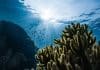 Corales verdes bajo el agua. Foto: Marek Okon/Unsplash