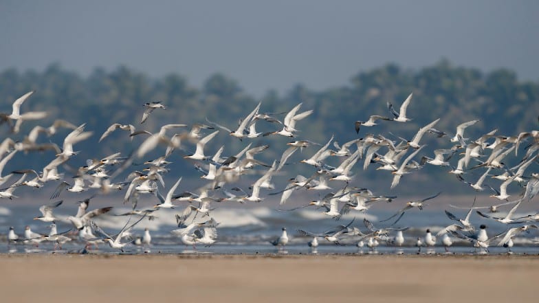 Birds taking flight at the beach
