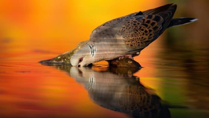 Turtle Dove Drinks Water