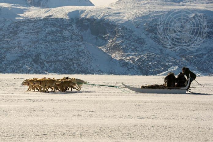 A sleigh run by dogs in a winter landscape