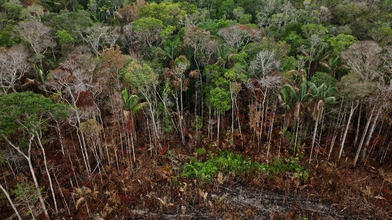 Image showing deforestation
