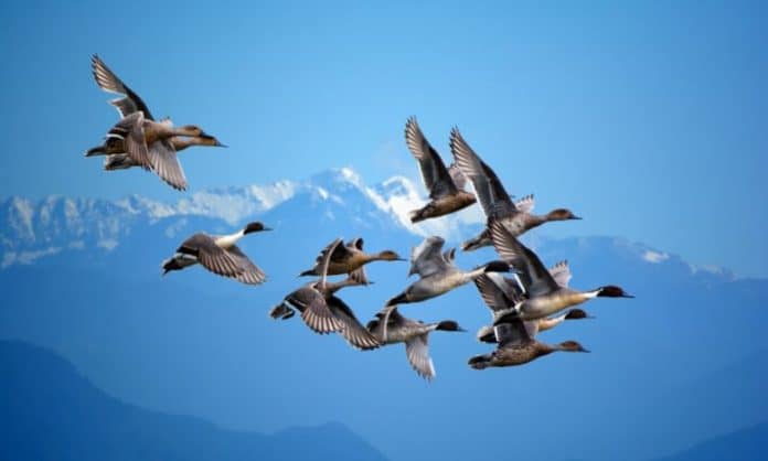 Migratory birds flying past a mountain top