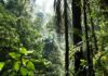La selva de la Provincia Puntarenas, Gamba, Costa Rica
