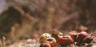 Frutas secas y desperdicio de alimentos