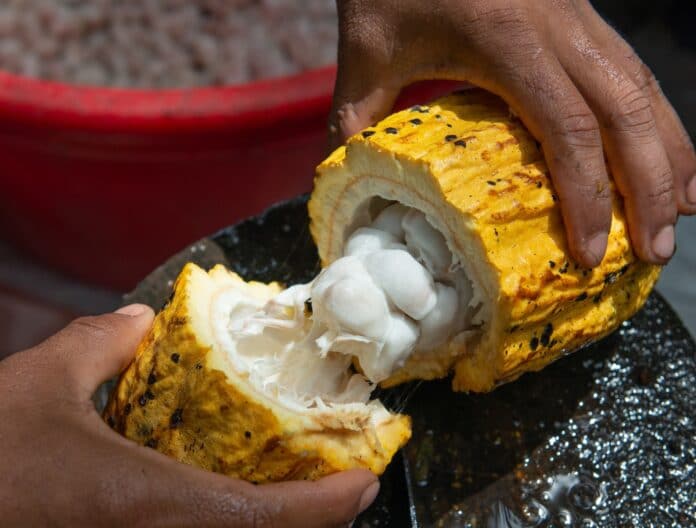 persona partiendo la fruta del cacao, El Salvador