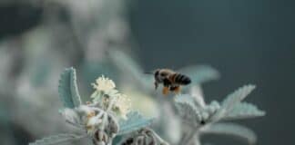 abeja polinando una flor