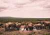 Elefantes tomando agua - Africa del Sur