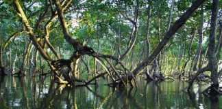 Bosque-manglares