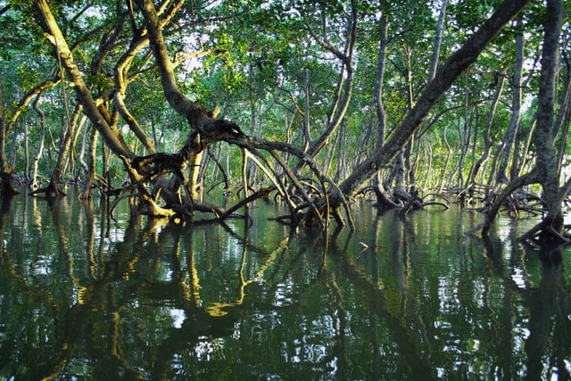Bosque-manglares