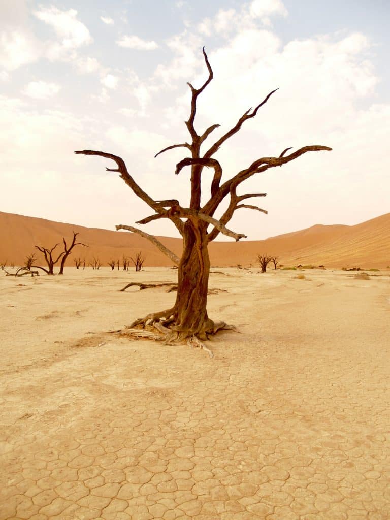 Foto de árbol seco en el desierto
