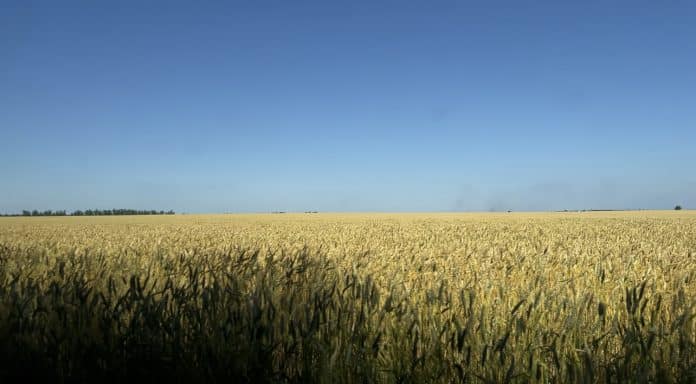 Fotografía de los campos de trigo en Izium, Járkiv, Leticia Álvarez