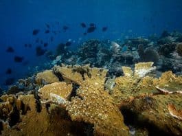 © Ocean Image Bank/Philip Hamilton Una colonia de coral cuerno de alce, una especie de acropora casi extinta en el Caribe.