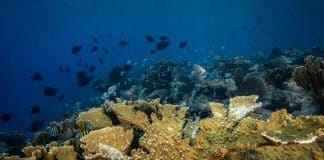 © Ocean Image Bank/Philip Hamilton Una colonia de coral cuerno de alce, una especie de acropora casi extinta en el Caribe.