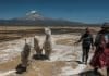 pastoras-de-alpacas-Bolivia--IFAD-Carlos-Sánchez-Navas